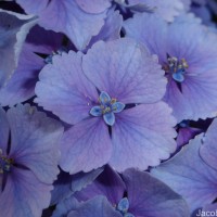 Hydrangea macrophylla (Thunb.) Ser.